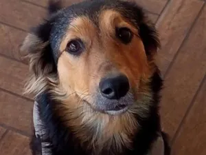 Cachorro raça SRD-ViraLata idade 1 ano nome Amora 