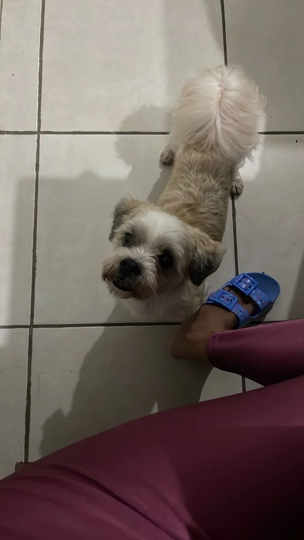 Cachorro raça Lhasa Apso idade 6 ou mais anos nome Max