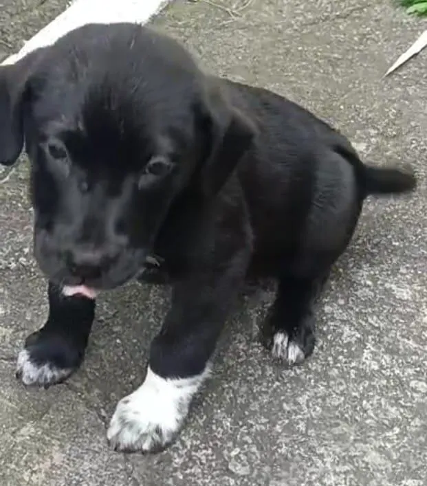 Cachorro raça SRD-ViraLata idade 2 a 6 meses nome NEGRINHO