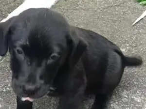 Cachorro raça SRD-ViraLata idade 2 a 6 meses nome NEGRINHO