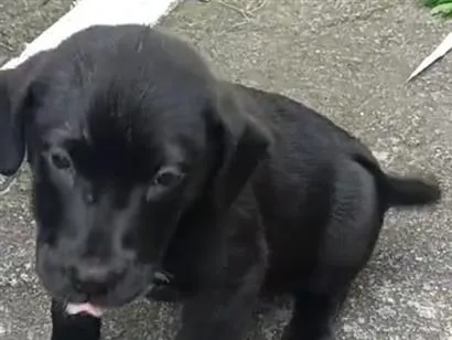 Cachorro raça SRD-ViraLata idade 2 a 6 meses nome NEGRINHO