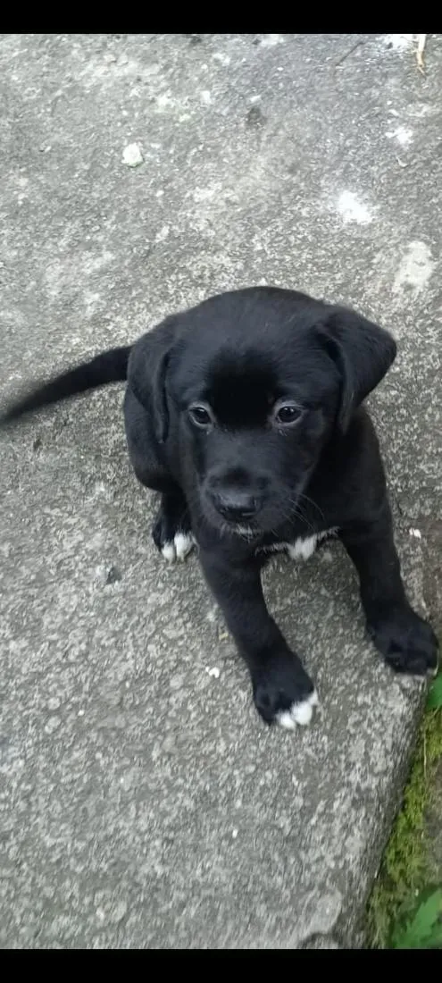 Cachorro raça SRD-ViraLata idade 2 a 6 meses nome NEGRINHA