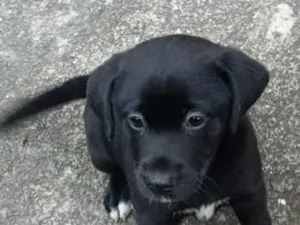 Cachorro raça SRD-ViraLata idade 2 a 6 meses nome NEGRINHA