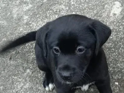 Cachorro raça SRD-ViraLata idade 2 a 6 meses nome NEGRINHA
