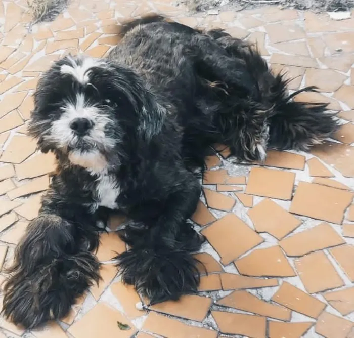 Cachorro raça SRD-ViraLata idade 6 ou mais anos nome JÚNIOR