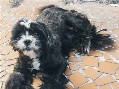 Cachorro raça SRD-ViraLata idade 6 ou mais anos nome JÚNIOR