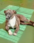 Estrela 