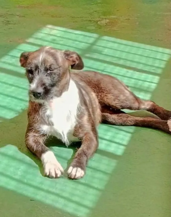 Cachorro raça SRD-ViraLata idade 1 ano nome Estrela 