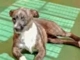 Estrela 