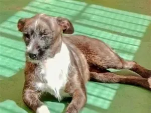 Cachorro raça SRD-ViraLata idade 1 ano nome Estrela 