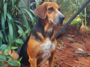 Cachorro raça SRD-ViraLata idade 3 anos nome Princesa