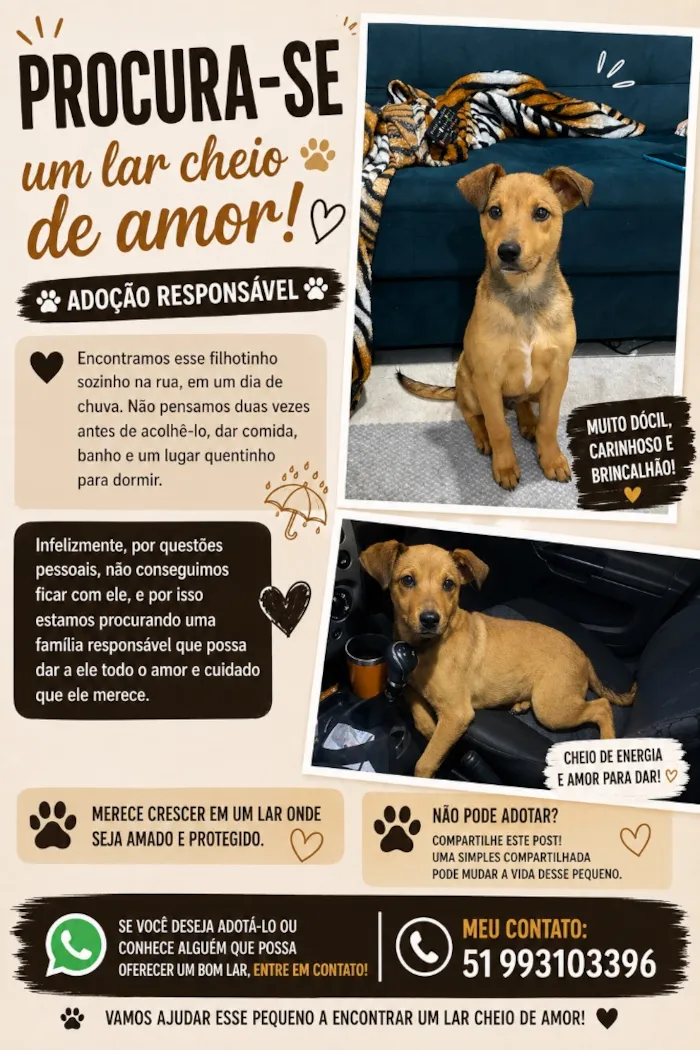 Cachorro raça SRD-ViraLata idade 2 a 6 meses nome Messi