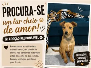 Cachorro raça SRD-ViraLata idade 2 a 6 meses nome Messi