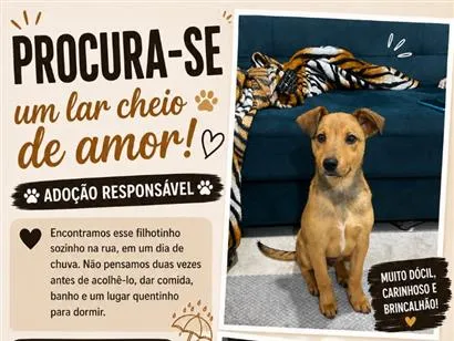 Cachorro raça SRD-ViraLata idade 2 a 6 meses nome Messi