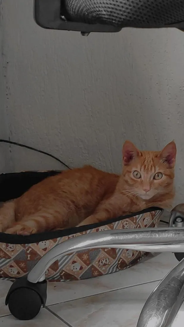 Gato raça SRD-ViraLata idade 7 a 11 meses nome Theo