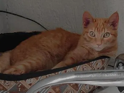 Gato raça SRD-ViraLata idade 7 a 11 meses nome Theo
