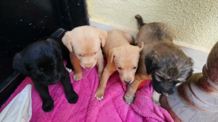 Cachorro raça SRD-ViraLata idade 2 a 6 meses nome SEM NOME