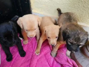 Cachorro raça SRD-ViraLata idade 2 a 6 meses nome SEM NOME