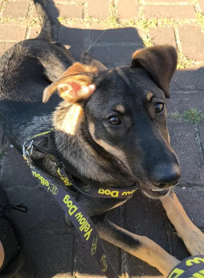 Cachorro raça SRD-ViraLata idade 2 a 6 meses nome Bob