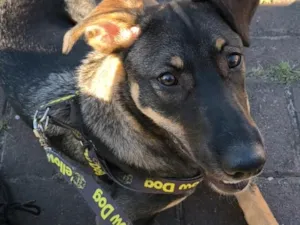 Cachorro raça SRD-ViraLata idade 2 a 6 meses nome Bob