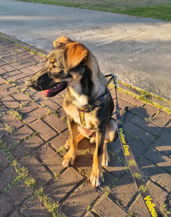 Cachorro raça SRD-ViraLata idade 2 a 6 meses nome Bob
