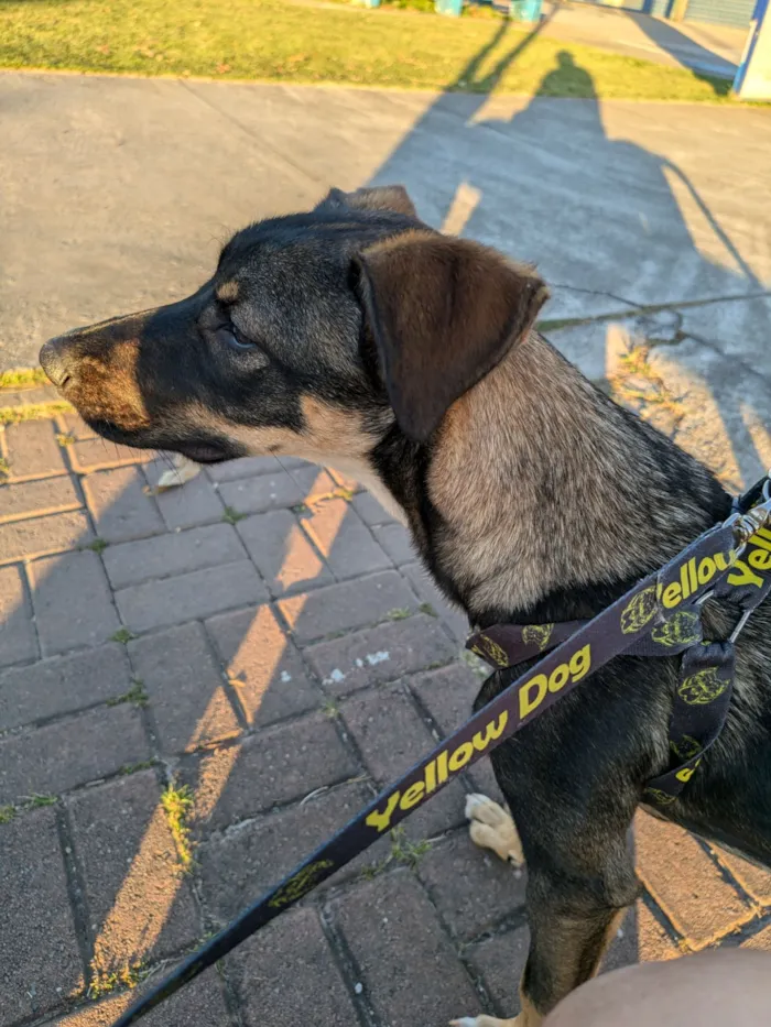Cachorro raça SRD-ViraLata idade 2 a 6 meses nome Bob