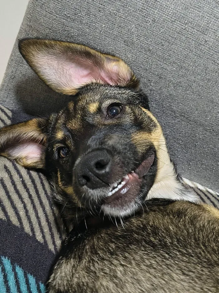 Cachorro raça SRD-ViraLata idade 2 a 6 meses nome Bob