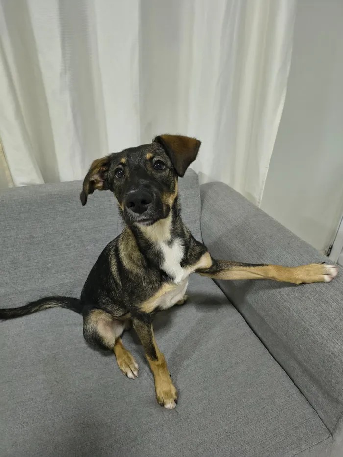 Cachorro raça SRD-ViraLata idade 2 a 6 meses nome Bob