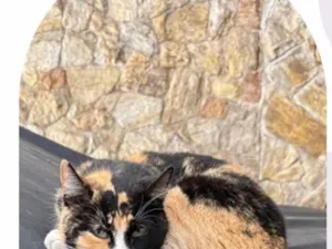 Gato raça SRD-ViraLata idade 4 anos nome Juma