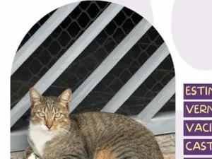 Gato raça SRD-ViraLata idade 2 anos nome Tico