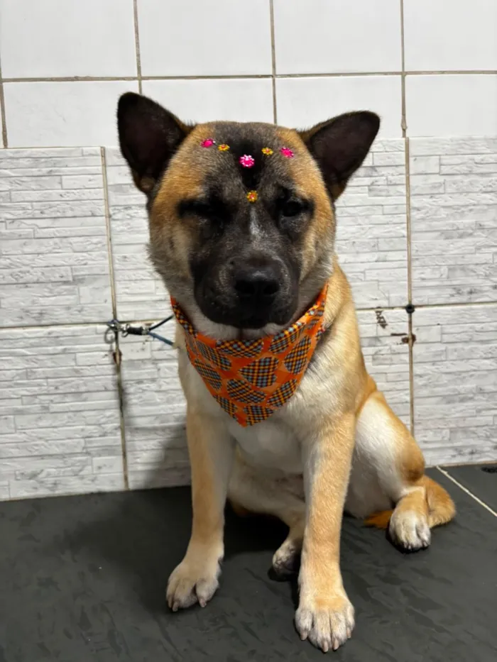 Cachorro raça SRD-ViraLata idade 1 ano nome Sol