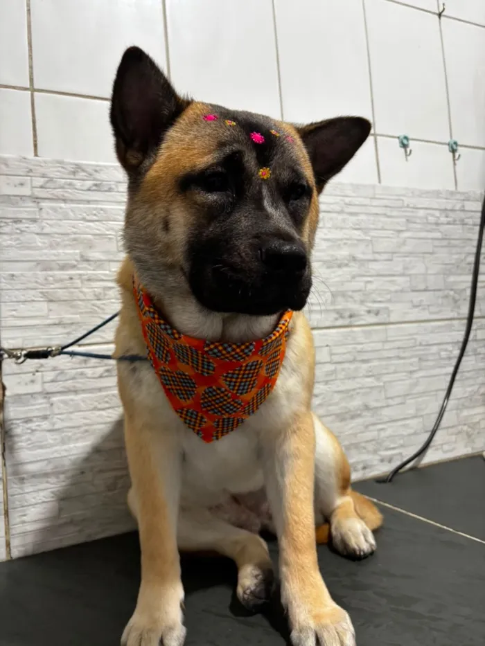 Cachorro raça SRD-ViraLata idade 1 ano nome Sol