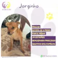 Jorginho