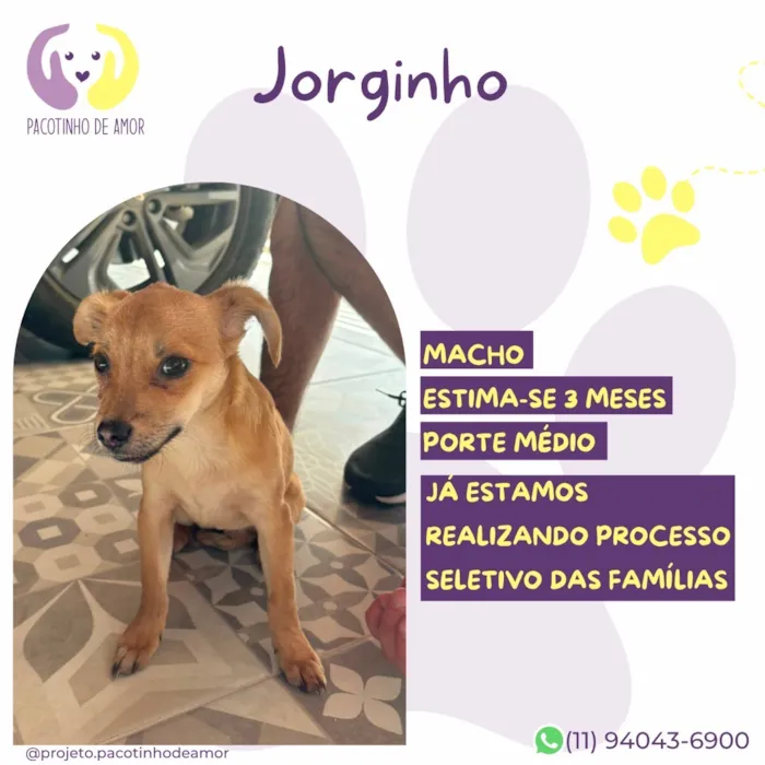 Cachorro raça SRD-ViraLata idade 2 a 6 meses nome Jorginho