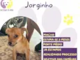 Jorginho