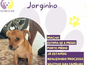 Cachorro raça SRD-ViraLata idade 2 a 6 meses nome Jorginho