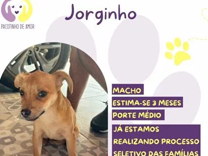Cachorro raça SRD-ViraLata idade 2 a 6 meses nome Jorginho
