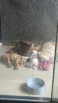 pequenos 