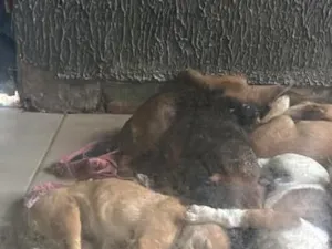 Cachorro raça SRD-ViraLata idade Abaixo de 2 meses nome pequenos 