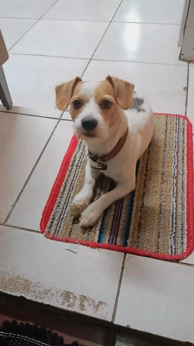 Cachorro raça SRD-ViraLata idade 6 ou mais anos nome Thor