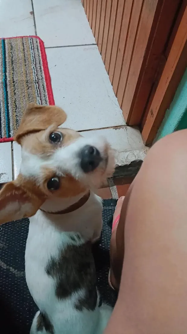 Cachorro raça SRD-ViraLata idade 6 ou mais anos nome Thor