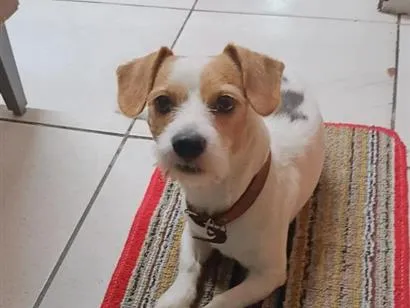 Cachorro raça SRD-ViraLata idade 6 ou mais anos nome Thor