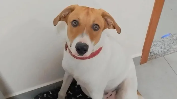 Cachorro raça SRD-ViraLata idade 1 ano nome Rover