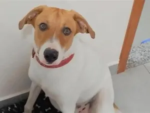 Cachorro raça SRD-ViraLata idade 1 ano nome Rover