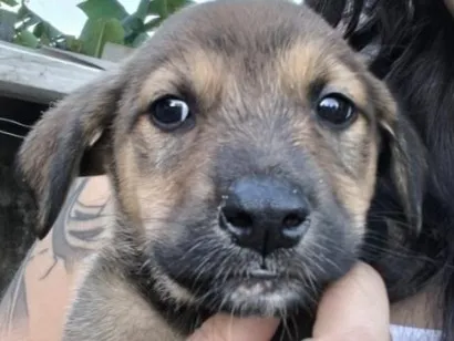 Cachorro raça SRD-ViraLata idade 2 a 6 meses nome Sem Nome