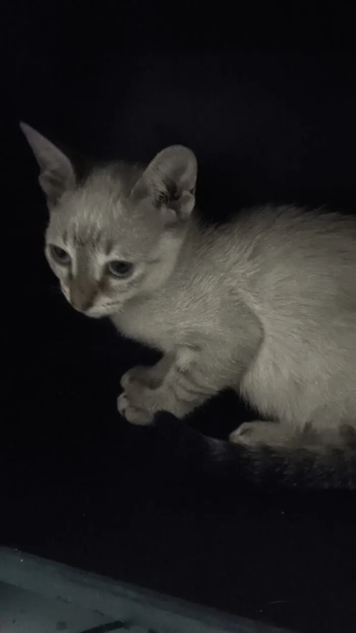Gato raça SRD-ViraLata idade 2 a 6 meses nome Marie