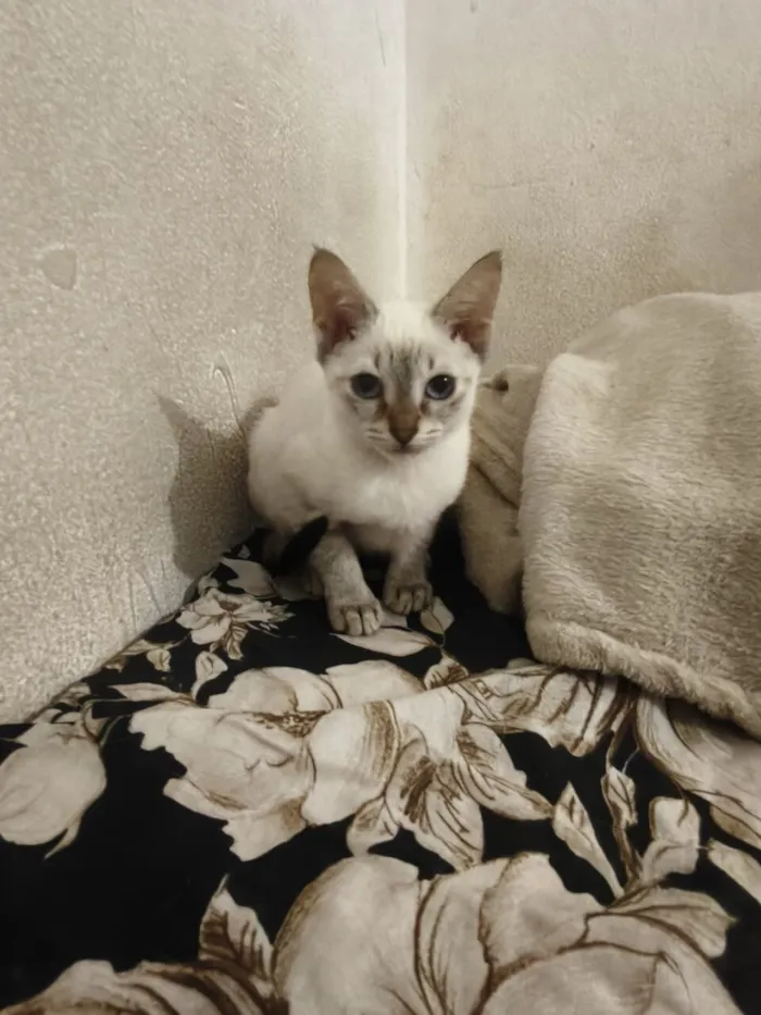 Gato raça SRD-ViraLata idade 2 a 6 meses nome Marie