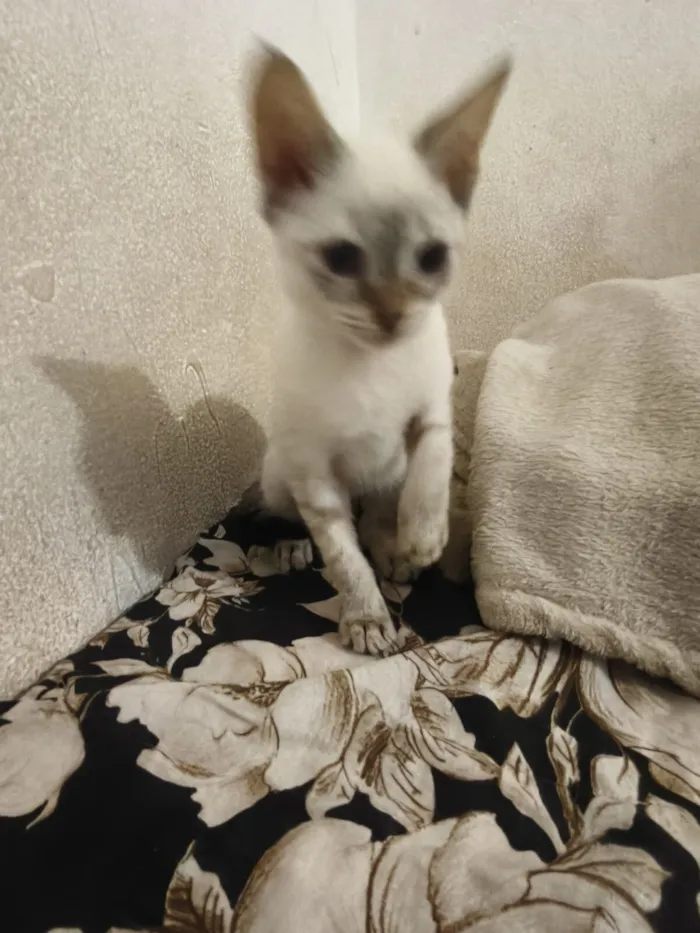 Gato raça SRD-ViraLata idade 2 a 6 meses nome Marie