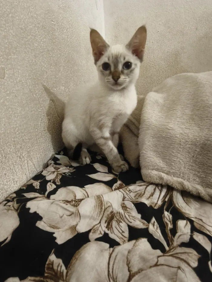 Gato raça SRD-ViraLata idade 2 a 6 meses nome Marie