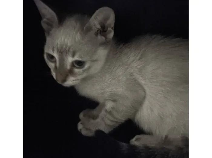 Gato raça SRD-ViraLata idade 2 a 6 meses nome Marie